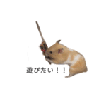 はむちゃん【hamster、ハムスター】1（個別スタンプ：21）