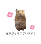 はむちゃん【hamster、ハムスター】1（個別スタンプ：22）