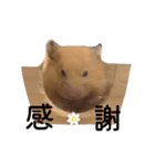 はむちゃん【hamster、ハムスター】1（個別スタンプ：23）