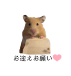 はむちゃん【hamster、ハムスター】1（個別スタンプ：24）