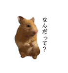 はむちゃん【hamster、ハムスター】1（個別スタンプ：25）