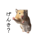 はむちゃん【hamster、ハムスター】1（個別スタンプ：27）