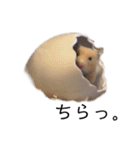 はむちゃん【hamster、ハムスター】1（個別スタンプ：28）