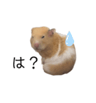 はむちゃん【hamster、ハムスター】1（個別スタンプ：30）