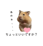 はむちゃん【hamster、ハムスター】1（個別スタンプ：32）