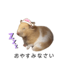 はむちゃん【hamster、ハムスター】1（個別スタンプ：33）