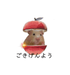 はむちゃん【hamster、ハムスター】1（個別スタンプ：34）