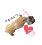 はむちゃん【hamster、ハムスター】1（個別スタンプ：37）