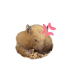はむちゃん【hamster、ハムスター】1（個別スタンプ：38）
