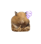 はむちゃん【hamster、ハムスター】1（個別スタンプ：39）