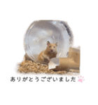 はむちゃん【hamster、ハムスター】1（個別スタンプ：40）