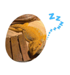 あんぱんのペットたち③（個別スタンプ：3）
