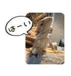 あんぱんのペットたち③（個別スタンプ：12）