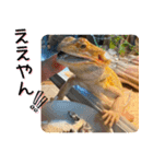 あんぱんのペットたち③（個別スタンプ：15）