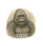 チルいゴリラ（個別スタンプ：1）