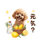 トイプードルの毎日あいさつセット（個別スタンプ：12）