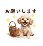 トイプードルの毎日あいさつセット（個別スタンプ：24）