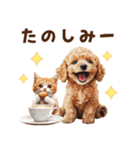 トイプードルの毎日あいさつセット（個別スタンプ：31）