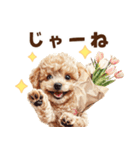 トイプードルの毎日あいさつセット（個別スタンプ：33）