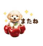 トイプードルの毎日あいさつセット（個別スタンプ：34）