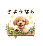 トイプードルの毎日あいさつセット（個別スタンプ：36）