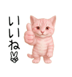 推し猫【桃】………………………..（個別スタンプ：7）