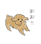 かわいい茶色いプードル（個別スタンプ：16）