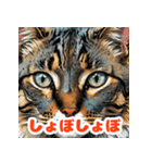 まいにちにゃんこスタンプ（個別スタンプ：27）