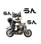 敬語♡バイク好き 黒柴（個別スタンプ：25）