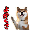佐賀弁☆柴犬（個別スタンプ：1）