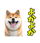 佐賀弁☆柴犬（個別スタンプ：2）