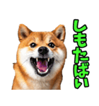 佐賀弁☆柴犬（個別スタンプ：4）