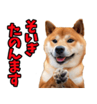 佐賀弁☆柴犬（個別スタンプ：8）