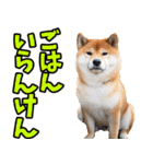 佐賀弁☆柴犬（個別スタンプ：9）