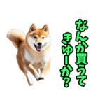 佐賀弁☆柴犬（個別スタンプ：11）