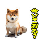 佐賀弁☆柴犬（個別スタンプ：14）