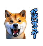 佐賀弁☆柴犬（個別スタンプ：15）