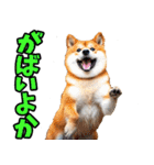佐賀弁☆柴犬（個別スタンプ：17）