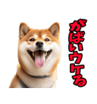 佐賀弁☆柴犬（個別スタンプ：19）
