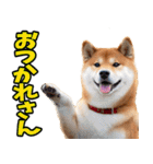 佐賀弁☆柴犬（個別スタンプ：20）