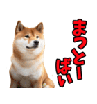 佐賀弁☆柴犬（個別スタンプ：25）