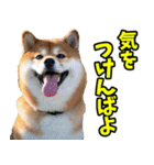 佐賀弁☆柴犬（個別スタンプ：26）