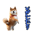 佐賀弁☆柴犬（個別スタンプ：27）