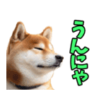 佐賀弁☆柴犬（個別スタンプ：28）