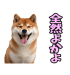 佐賀弁☆柴犬（個別スタンプ：29）