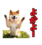 佐賀弁☆柴犬（個別スタンプ：31）