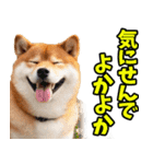 佐賀弁☆柴犬（個別スタンプ：32）