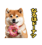 佐賀弁☆柴犬（個別スタンプ：34）