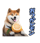 佐賀弁☆柴犬（個別スタンプ：35）