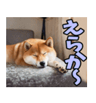 佐賀弁☆柴犬（個別スタンプ：37）